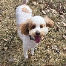 Wilma, Adoptable, Adult Female Standard Poodle & Mixed Breed.