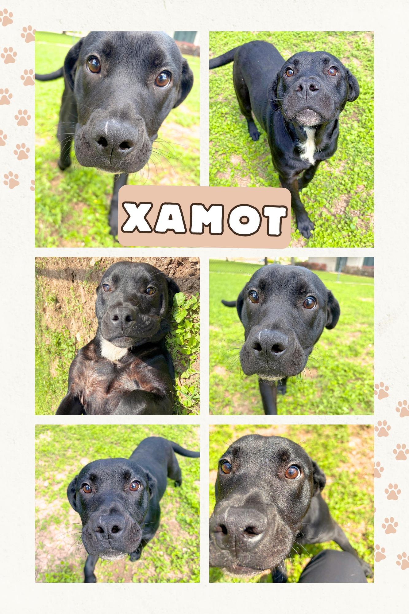 Xamot, adopted, Young Male Retriever.