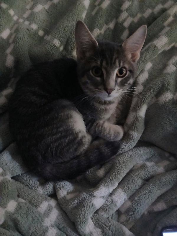 Enlarge Dion, a Adoptable Domestic Short Hair in Delran, NJ image 1/1