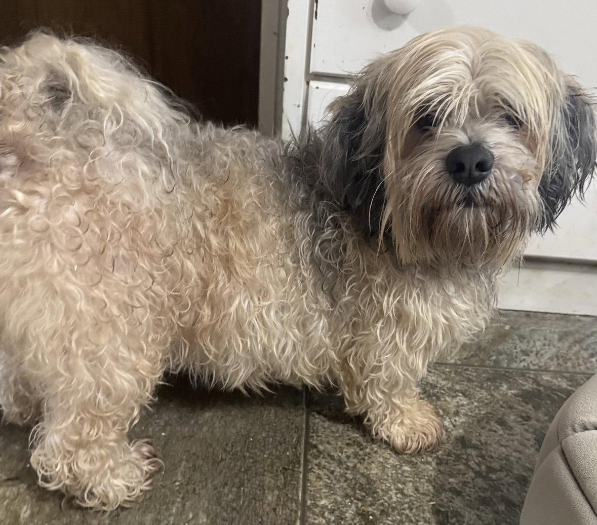 Enlarge Ryan, a ADOPTABLE Lhasa Apso in Pottstown, PA image 3/3