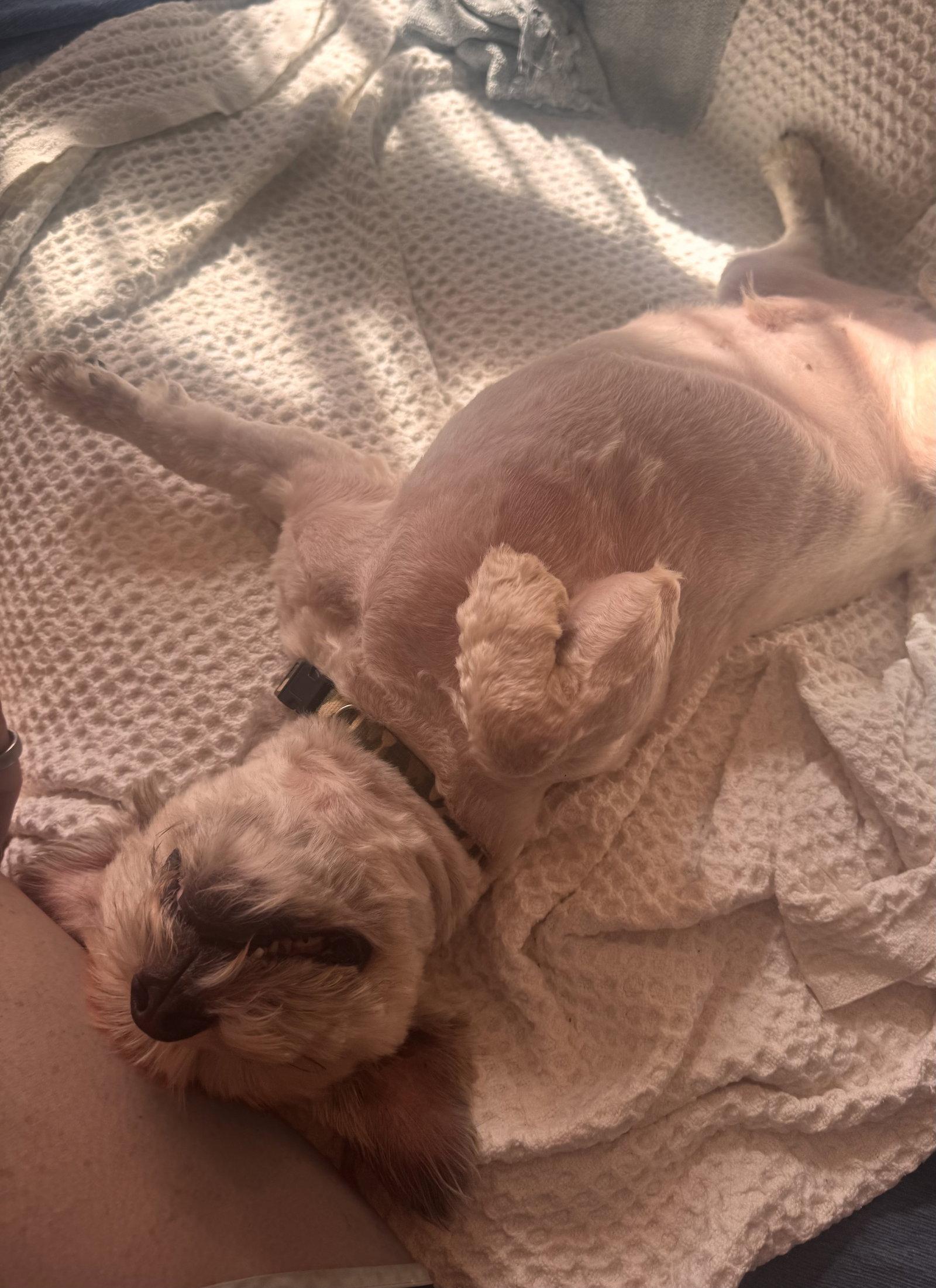 Enlarge Ryan, a ADOPTABLE Lhasa Apso in Pottstown, PA image 2/3