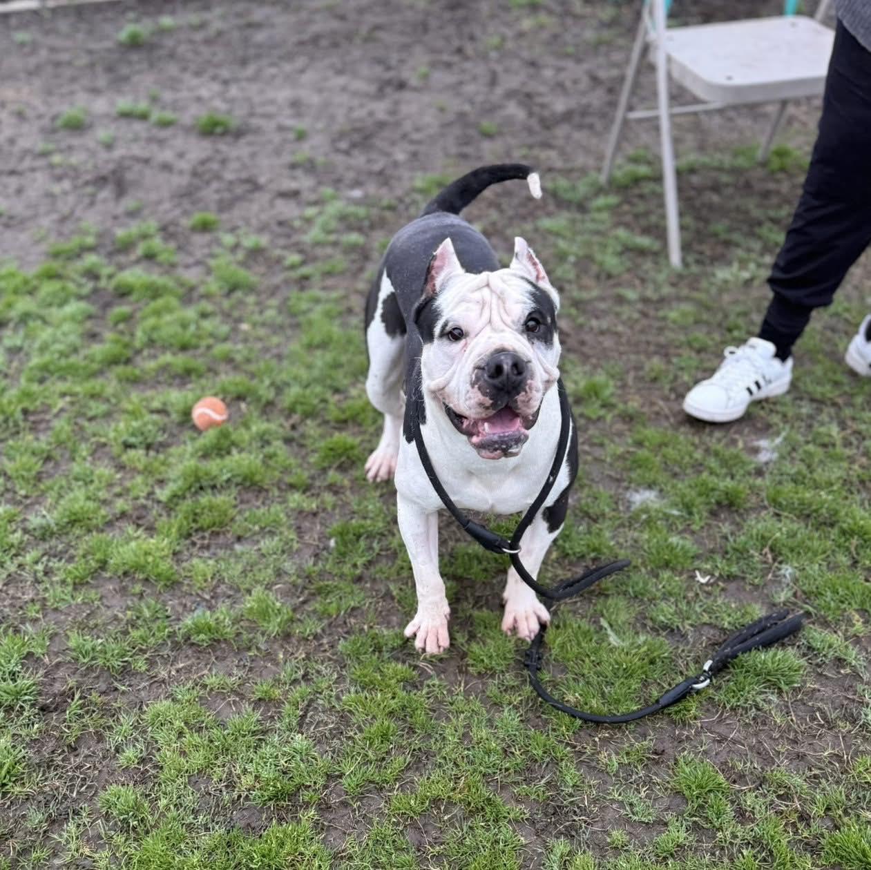 Enlarge Papas, a Adopted mixed breed in mcminnville, OR image 1/4