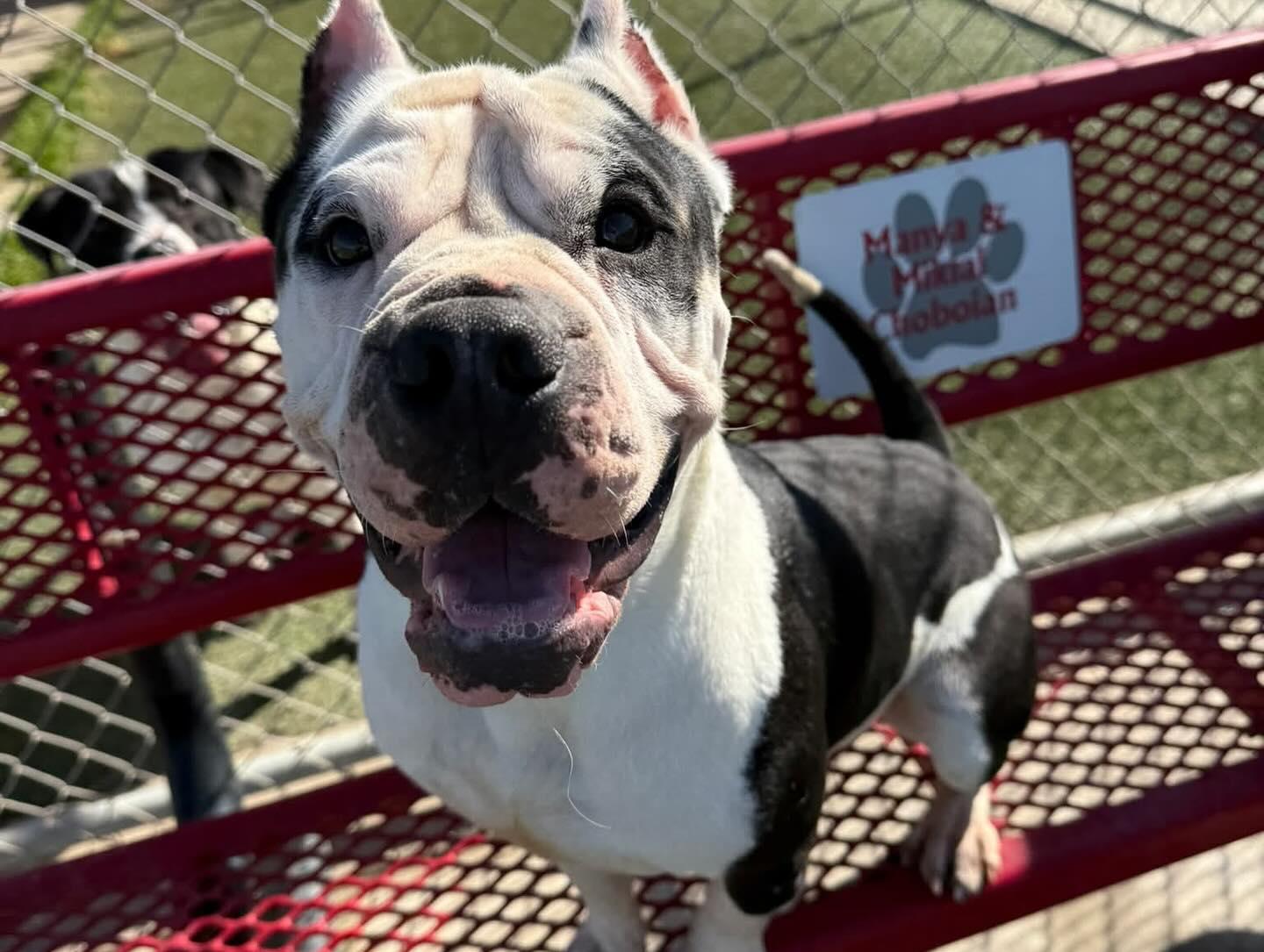 Enlarge Papas, a Adopted mixed breed in mcminnville, OR image 2/4