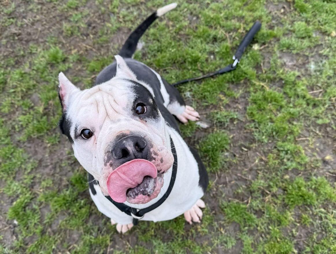 Enlarge Papas, a Adopted mixed breed in mcminnville, OR image 3/4