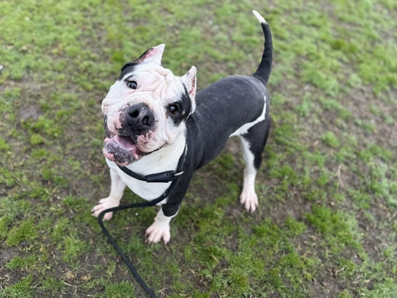 Enlarge Papas, a Adopted mixed breed in mcminnville, OR image 4/4