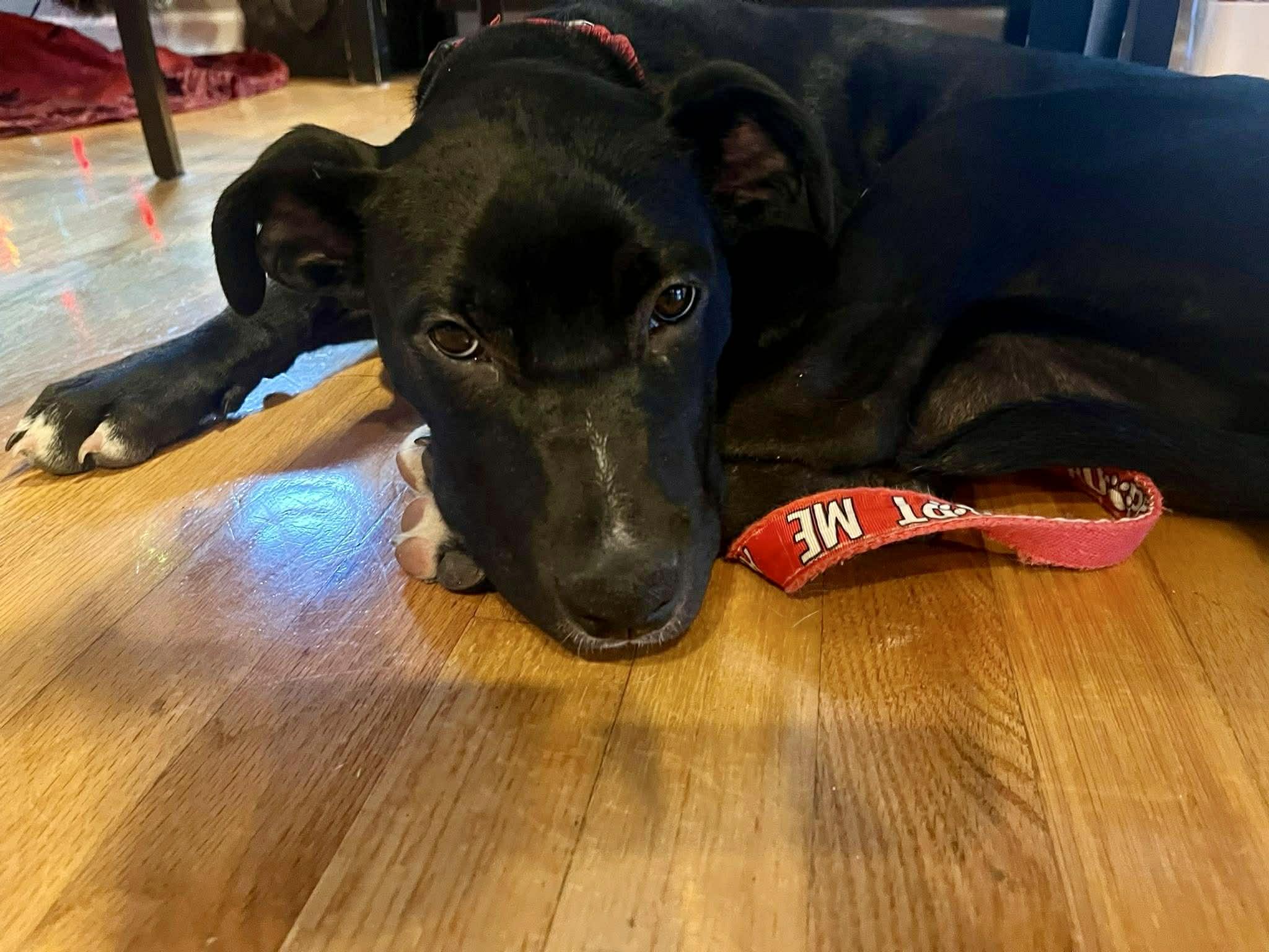 Puddin, Adoptable, Puppy Female Mixed Breed.