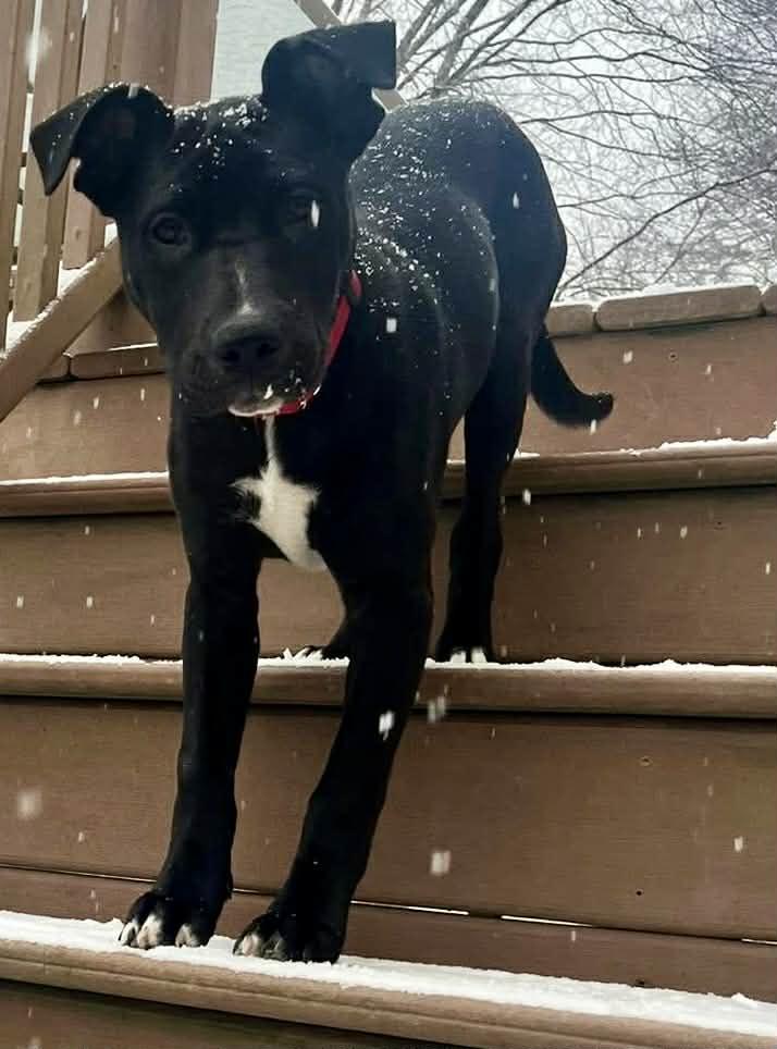 Enlarge Puddin, a Adoptable Mixed Breed in Wappingers Falls, NY image 2/6