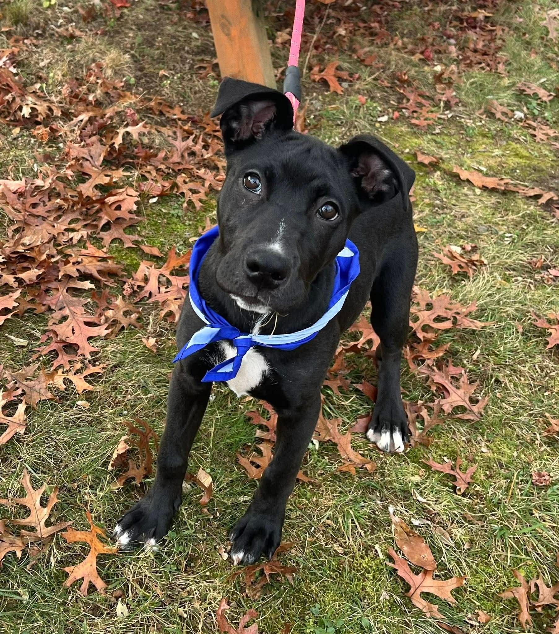 Enlarge Puddin, a Adoptable Mixed Breed in Wappingers Falls, NY image 3/6