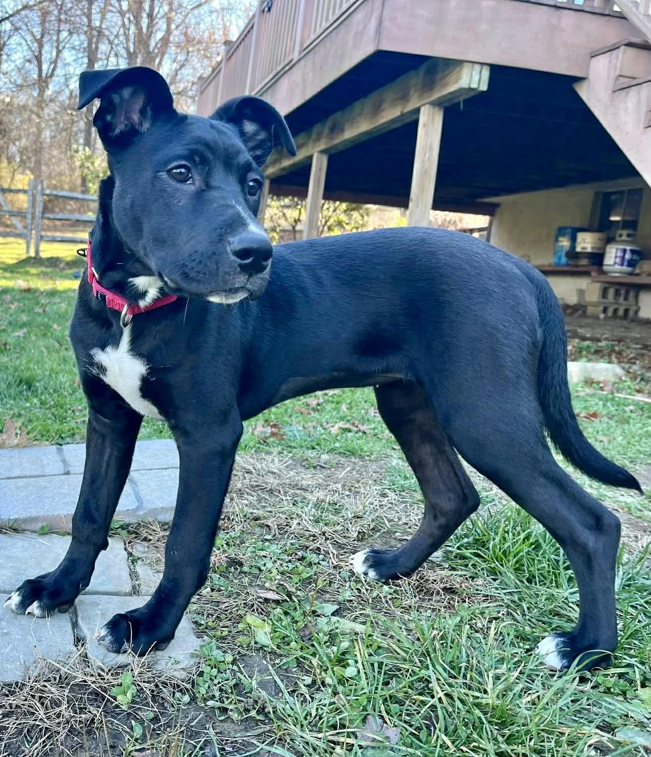 Enlarge Puddin, a Adoptable Mixed Breed in Wappingers Falls, NY image 4/6
