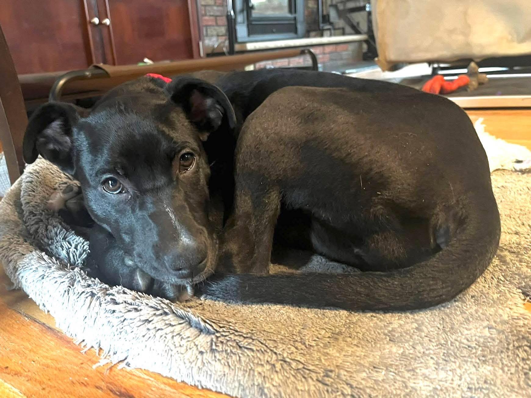 Puddin, a Adoptable Mixed Breed in Wappingers Falls, NY image 2/4