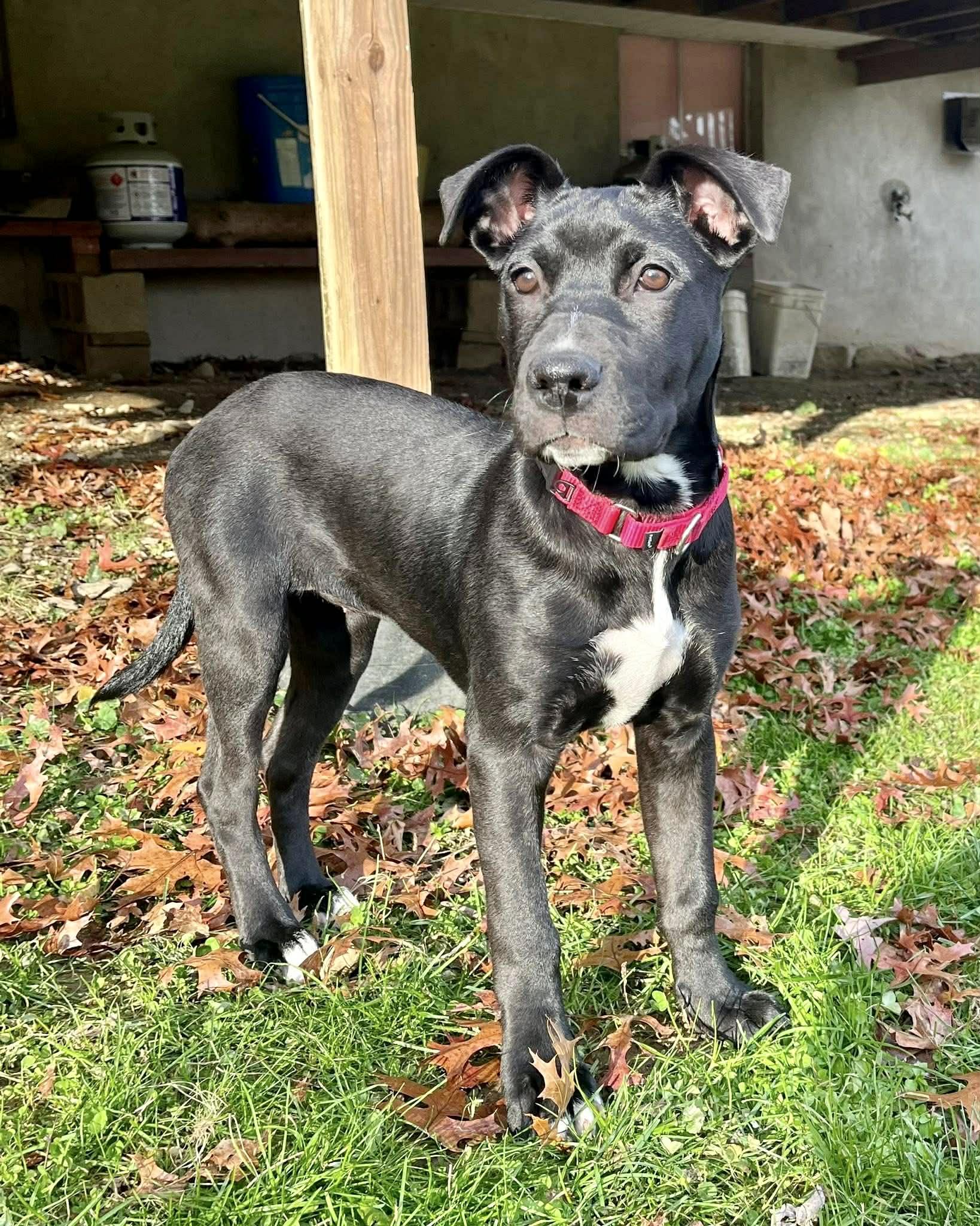 Enlarge Puddin, a Adoptable Mixed Breed in Wappingers Falls, NY image 5/6