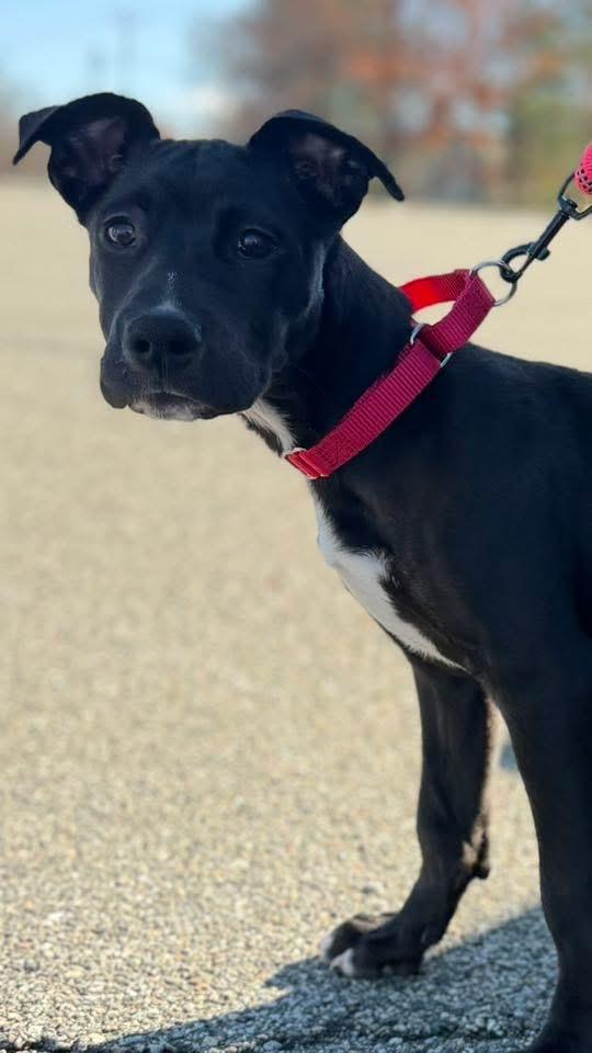 Puddin, a Adoptable Mixed Breed in Wappingers Falls, NY image 3/4