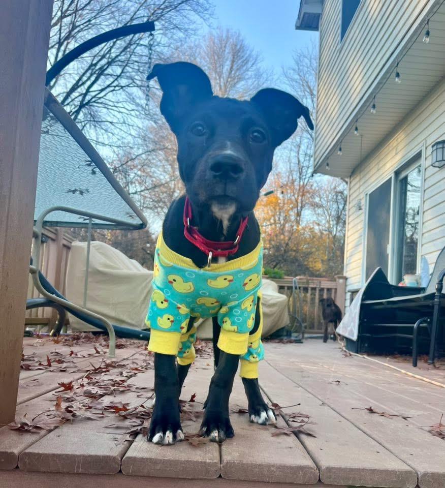 Puddin, Adoptable, Puppy Female Mixed Breed.