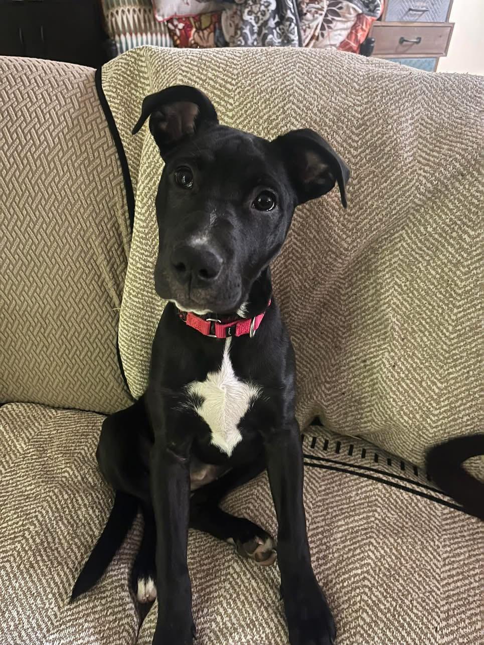 Enlarge Puddin, a Adoptable Mixed Breed in Wappingers Falls, NY image 6/6