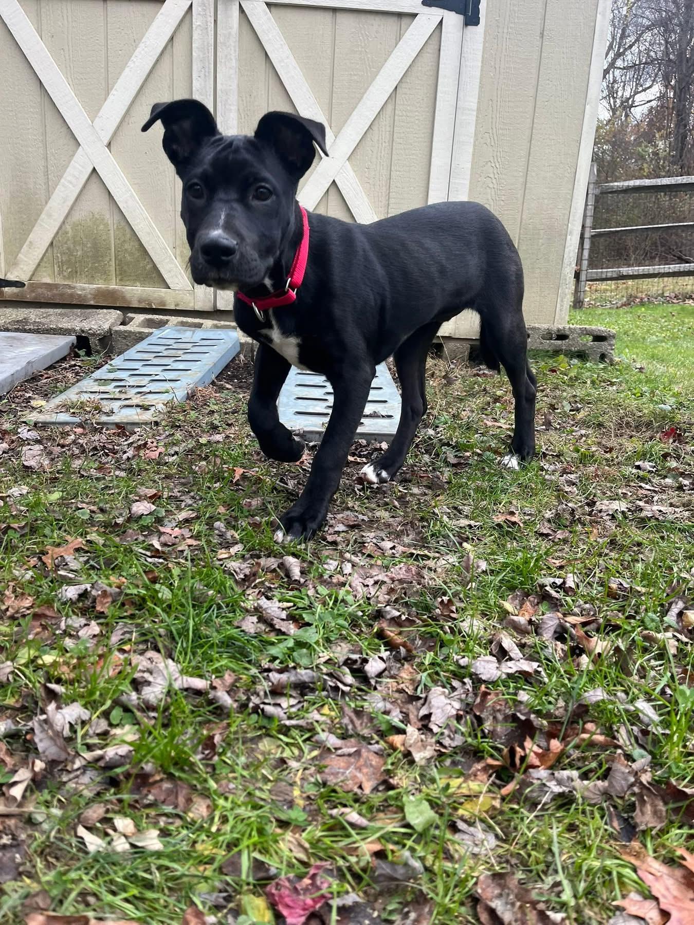 Puddin, a Adoptable Mixed Breed in Wappingers Falls, NY image 4/4