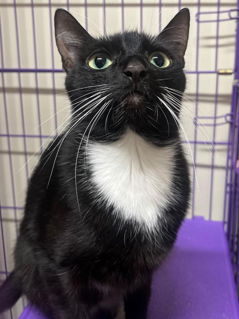 Betty Boop, Adoptable, Young Female Domestic Short Hair.