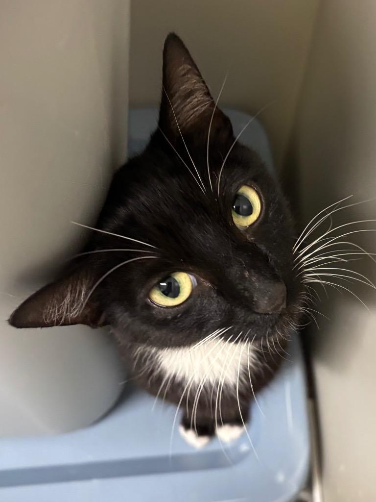 Betty Boop, a Adoptable mixed breed in Fall River, MA image 2/6