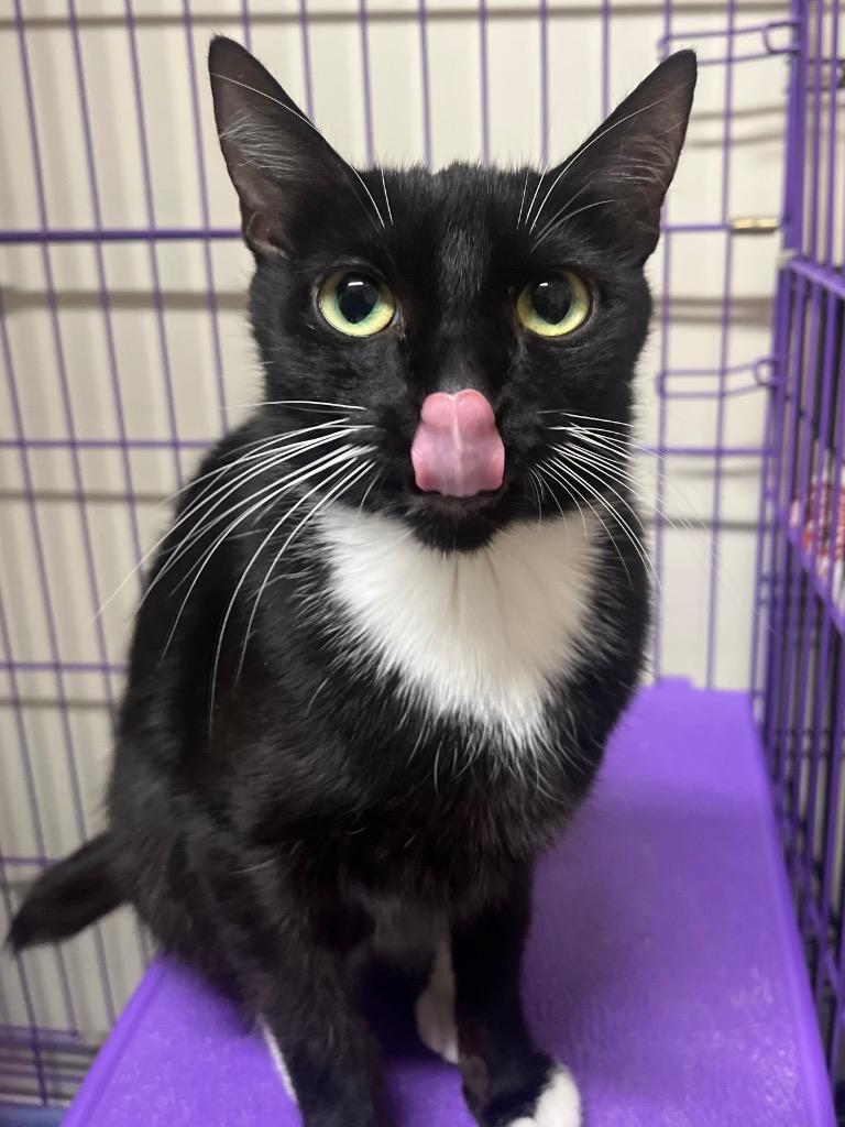 Betty Boop, a Adoptable mixed breed in Fall River, MA image 3/6