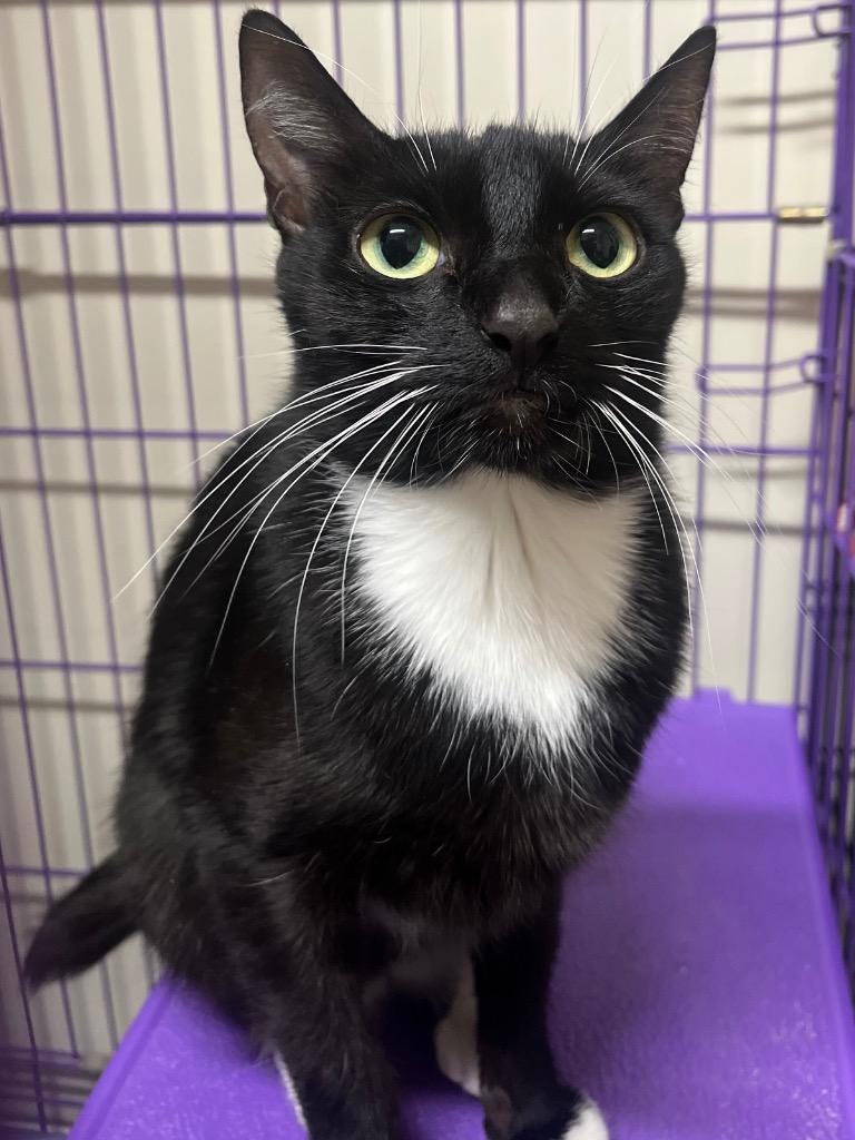 Betty Boop, a Adoptable mixed breed in Fall River, MA image 4/6