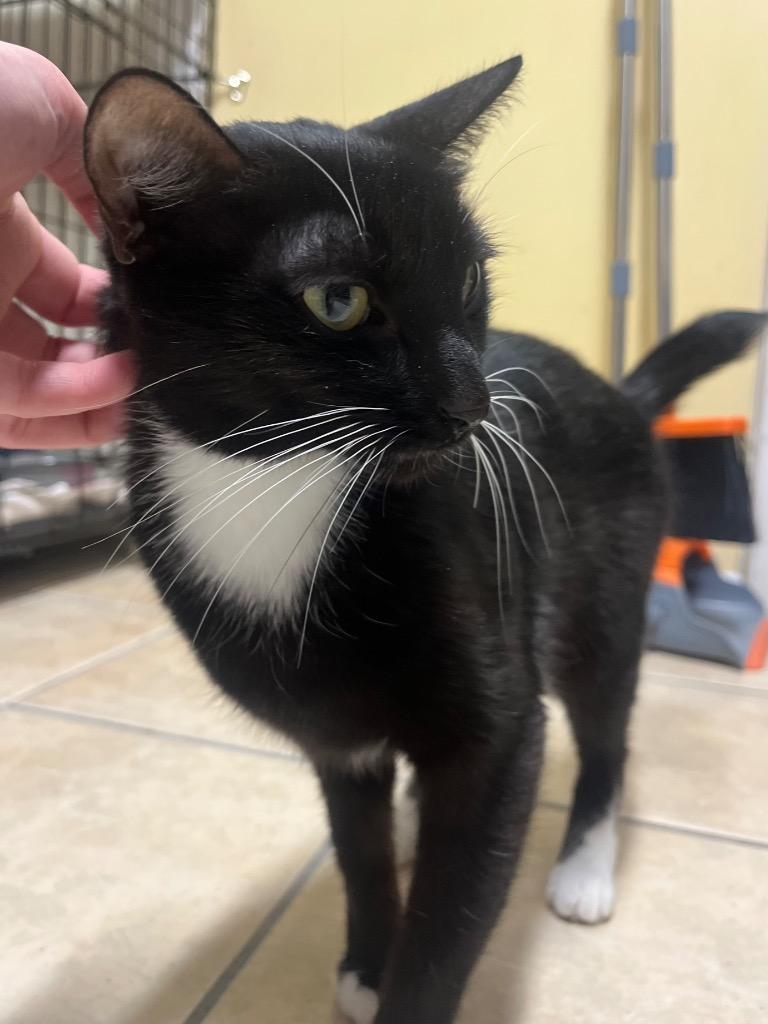 Betty Boop, a Adoptable mixed breed in Fall River, MA image 5/6