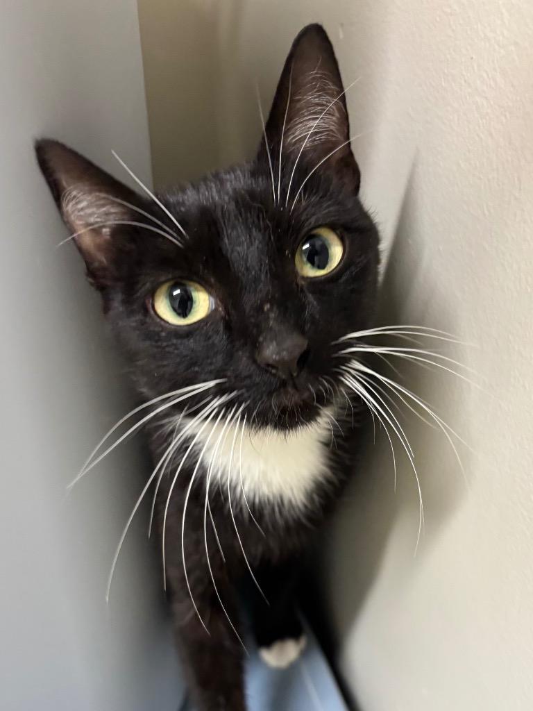 Betty Boop, a Adoptable mixed breed in Fall River, MA image 6/6