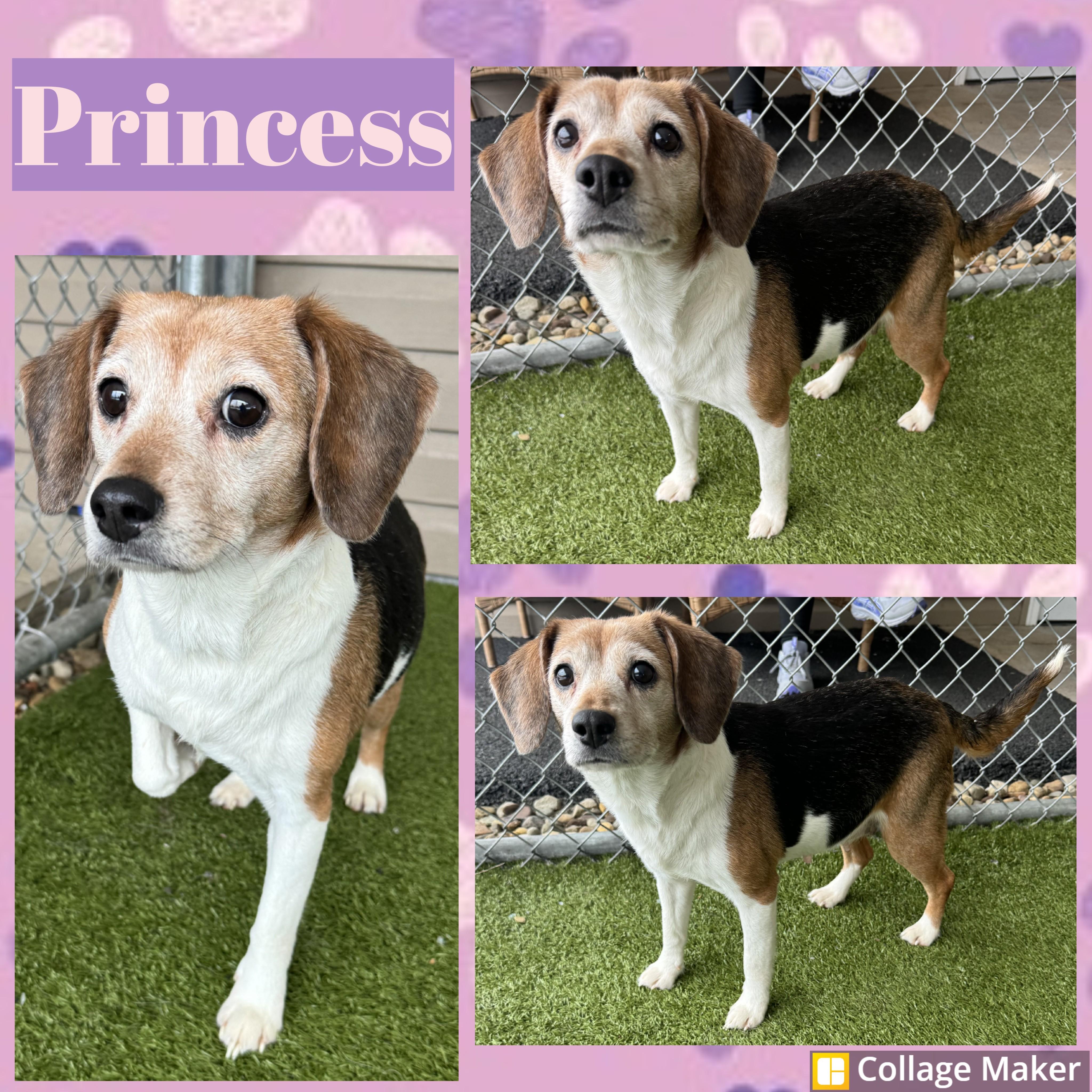 Enlarge Princess, a ADOPTABLE mixed breed in Clearfield, PA image 1/1