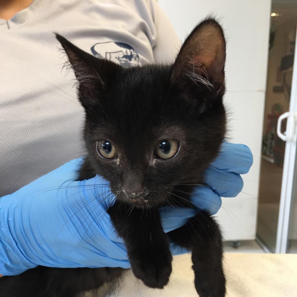 Edgar, Adoptable, Kitten Male Domestic Short Hair.