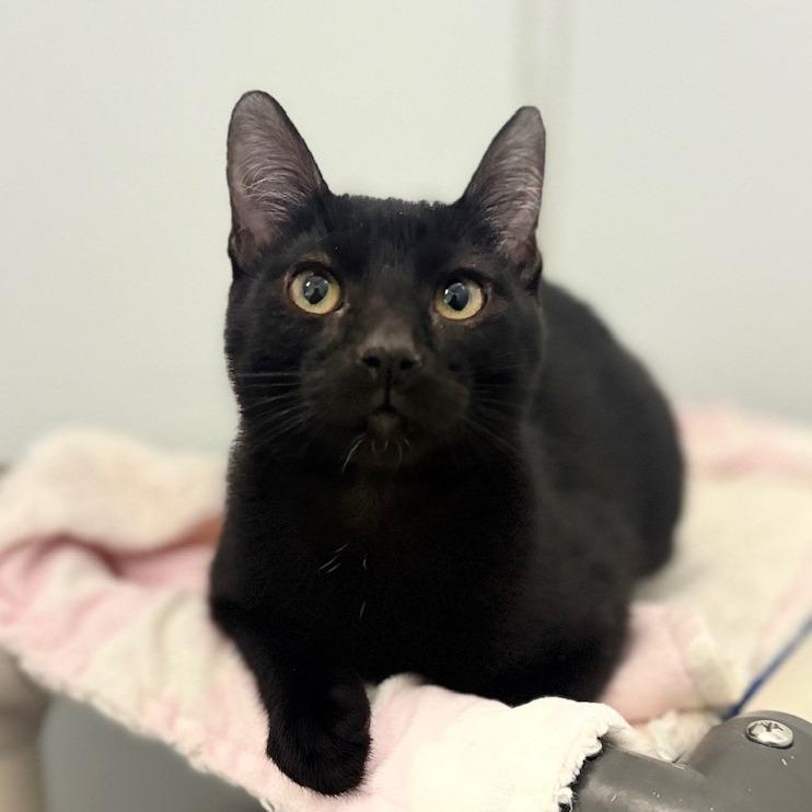 Edgar, a Adoptable Domestic Short Hair in Ojai, CA image 2/2
