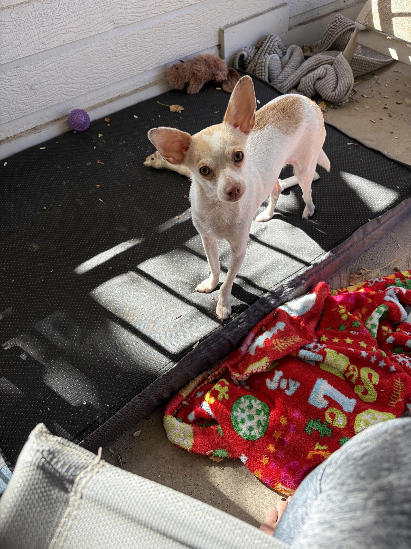 Chikis #2, Adoptable, Puppy Female Chihuahua.