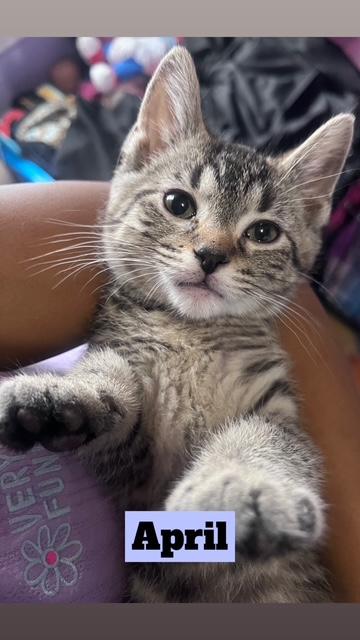 Enlarge April, a ADOPTABLE Domestic Short Hair in Cleveland, OH image 1/3