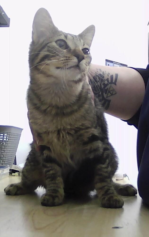 Silva, Adoptable, Kitten Female Domestic Short Hair.