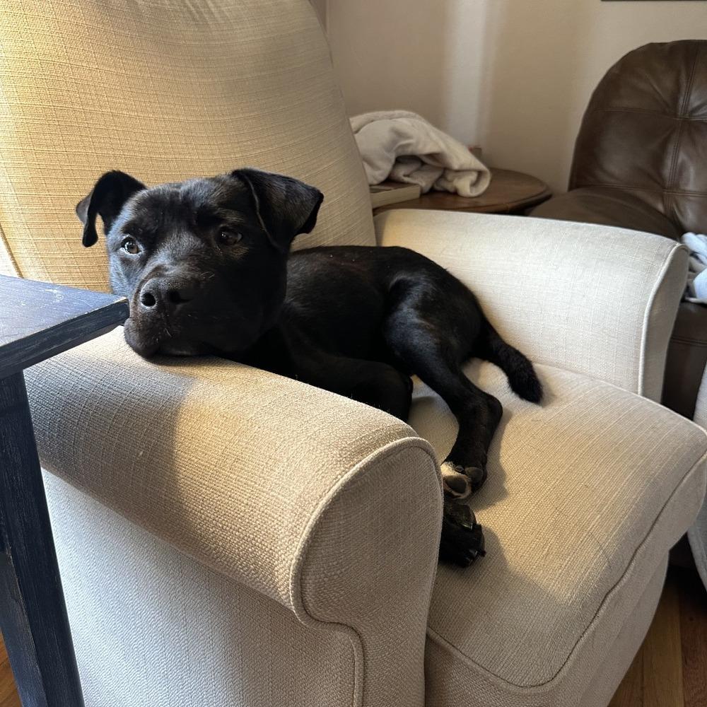 Dusk, Adopted, Adult Male Mixed Breed.