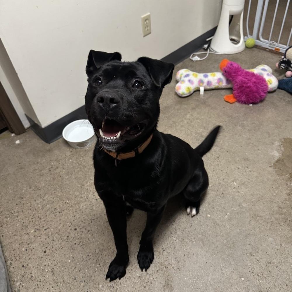 Enlarge Dusk, a Adoptable mixed breed in Muskegon, MI image 2/3