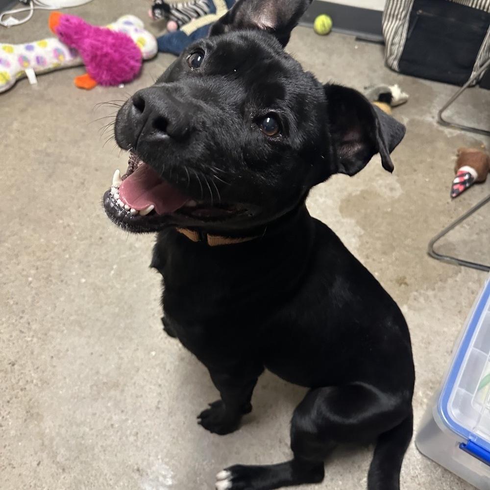 Enlarge Dusk, a Adoptable mixed breed in Muskegon, MI image 3/3