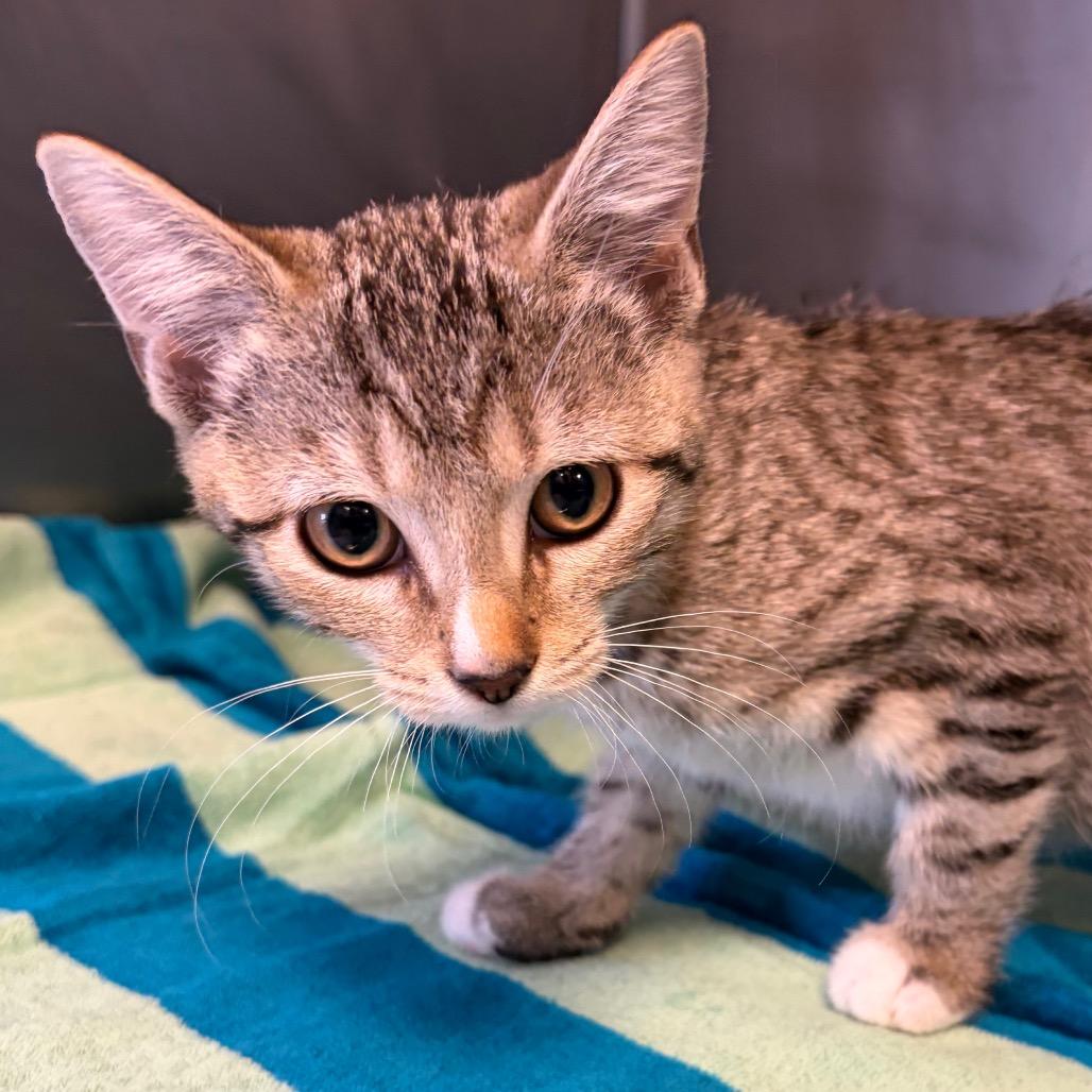 Mirasol, Adoptable, Kitten Female Domestic Short Hair.