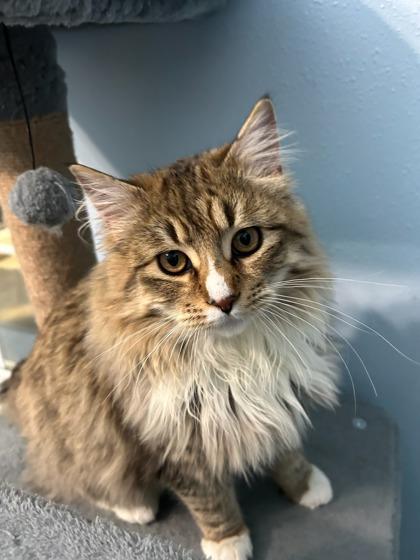 Jamon, a Adoptable mixed breed in Moses Lake, WA image 1/2