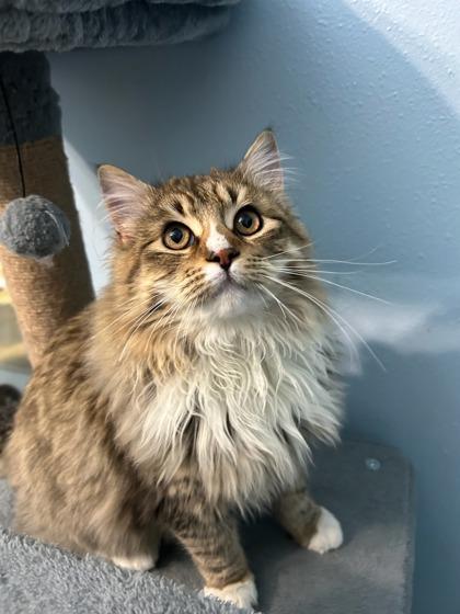 Jamon, a Adoptable mixed breed in Moses Lake, WA image 2/2