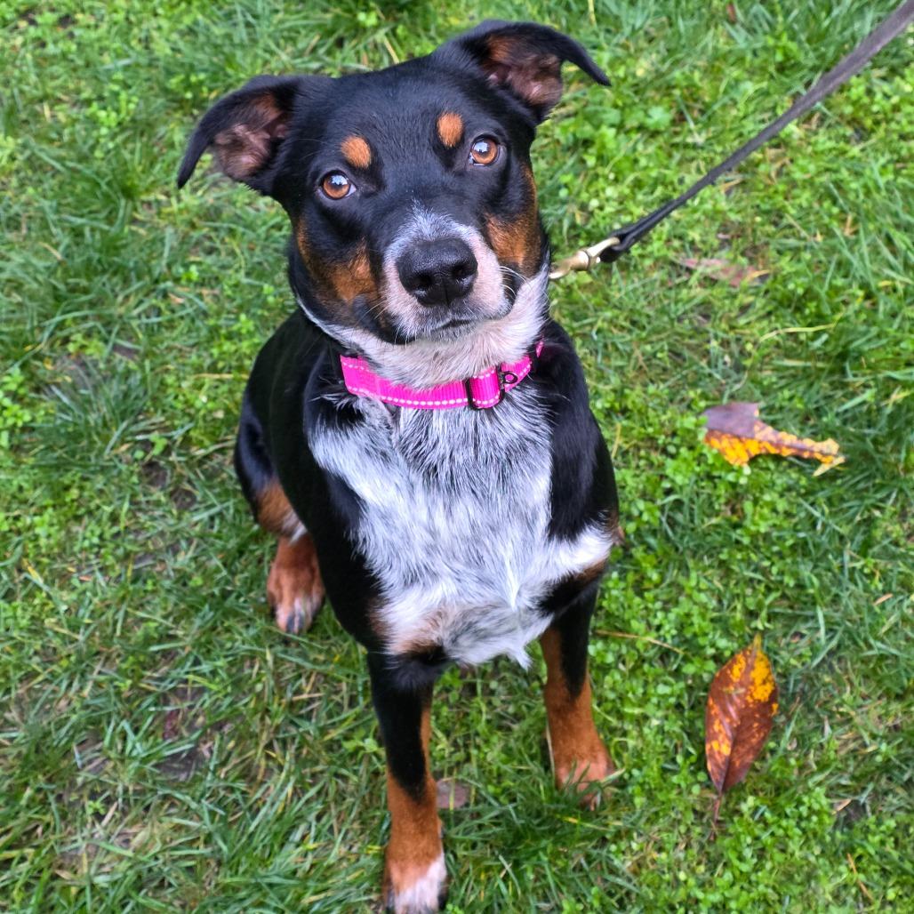 Crosby, Adoptable, Young Male Australian Cattle Dog / Blue Heeler.