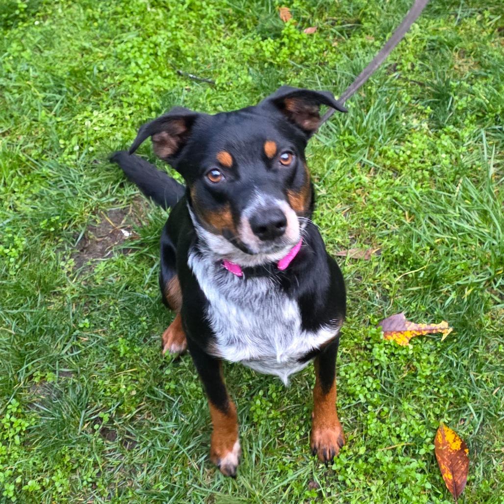 Enlarge Crosby, a Adoptable Australian Cattle Dog / Blue Heeler in Port Townsend, WA image 2/6