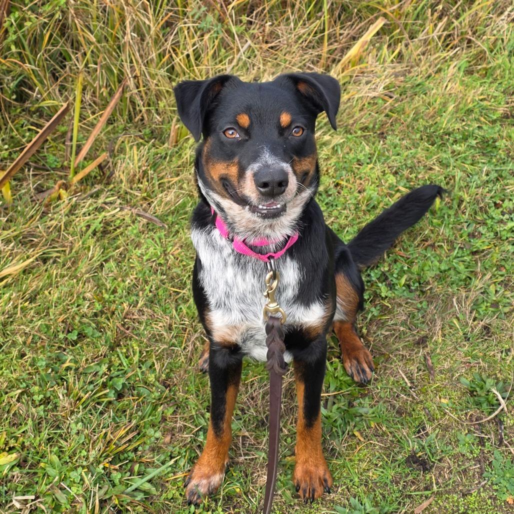 Enlarge Crosby, a Adoptable Australian Cattle Dog / Blue Heeler in Port Townsend, WA image 4/6