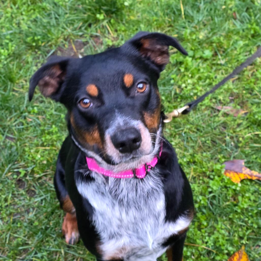 Enlarge Crosby, a Adoptable Australian Cattle Dog / Blue Heeler in Port Townsend, WA image 5/6
