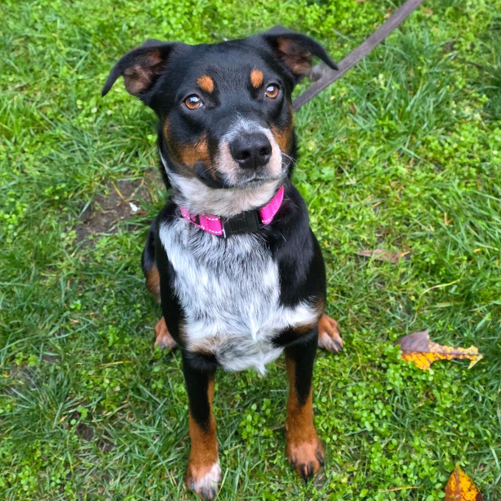 Enlarge Crosby, a Adoptable Australian Cattle Dog / Blue Heeler in Port Townsend, WA image 6/6
