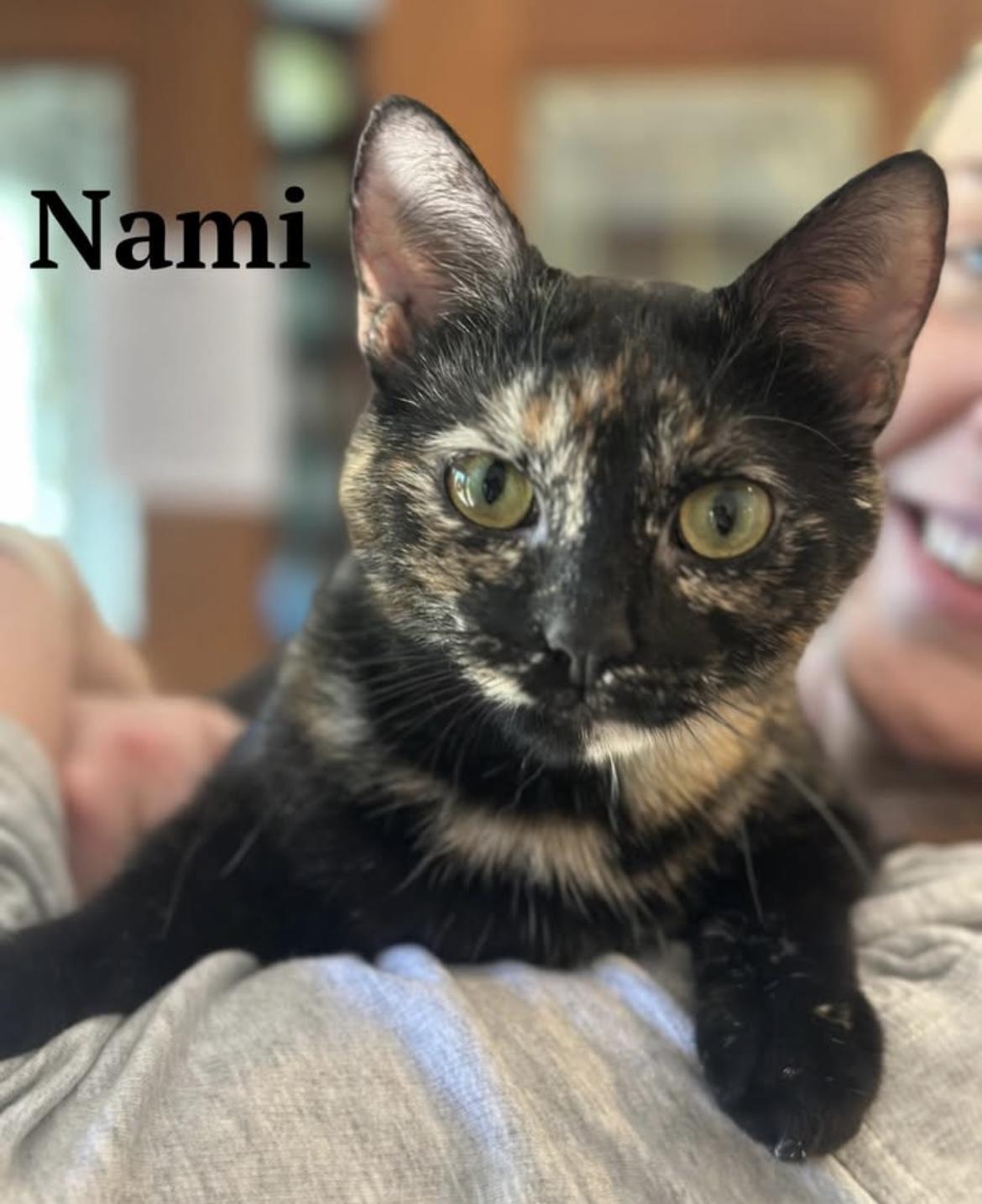 Enlarge Nami, an adopted Domestic Short Hair in Cincinnati, OH image 1/3