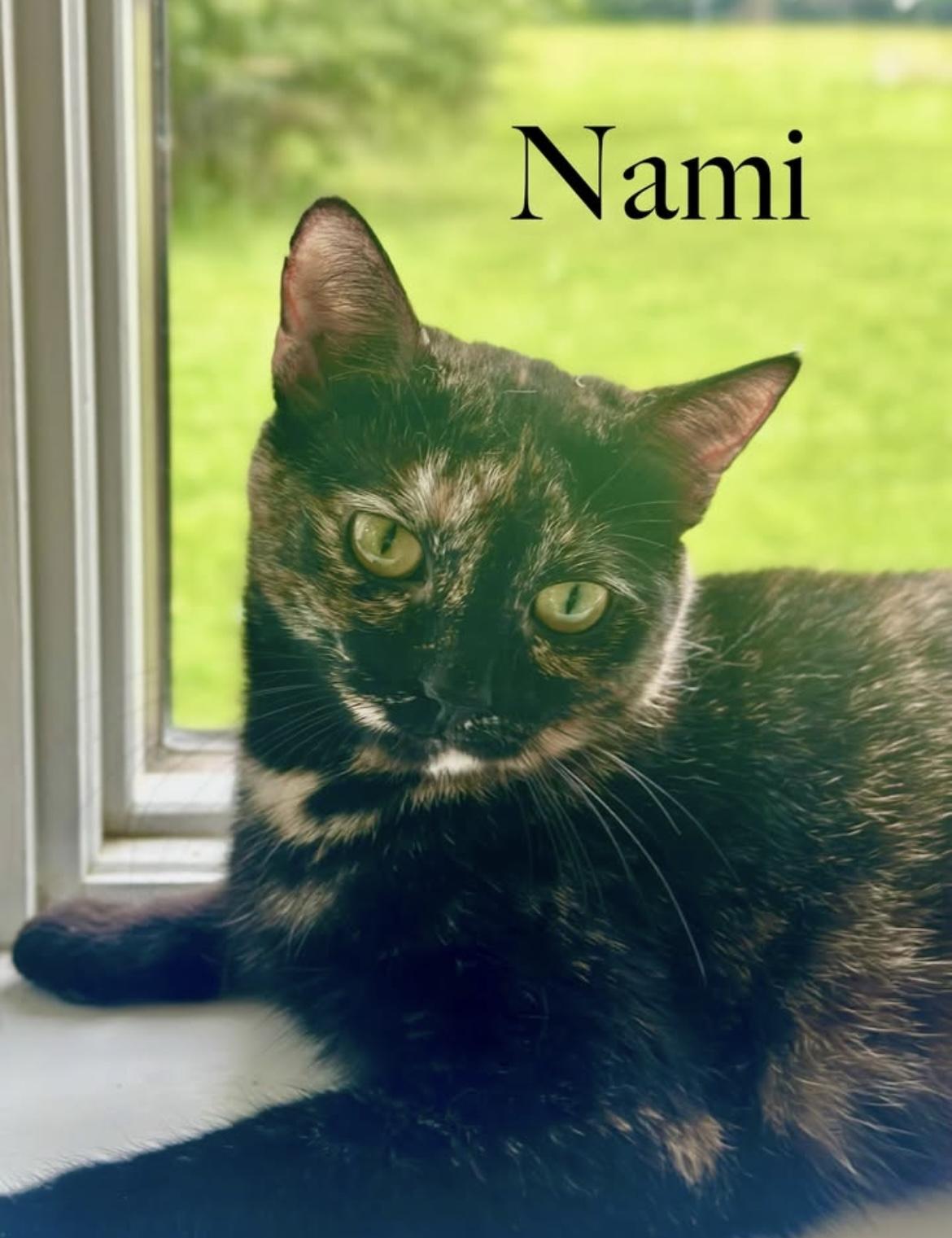 Enlarge Nami, an adopted Domestic Short Hair in Cincinnati, OH image 3/3