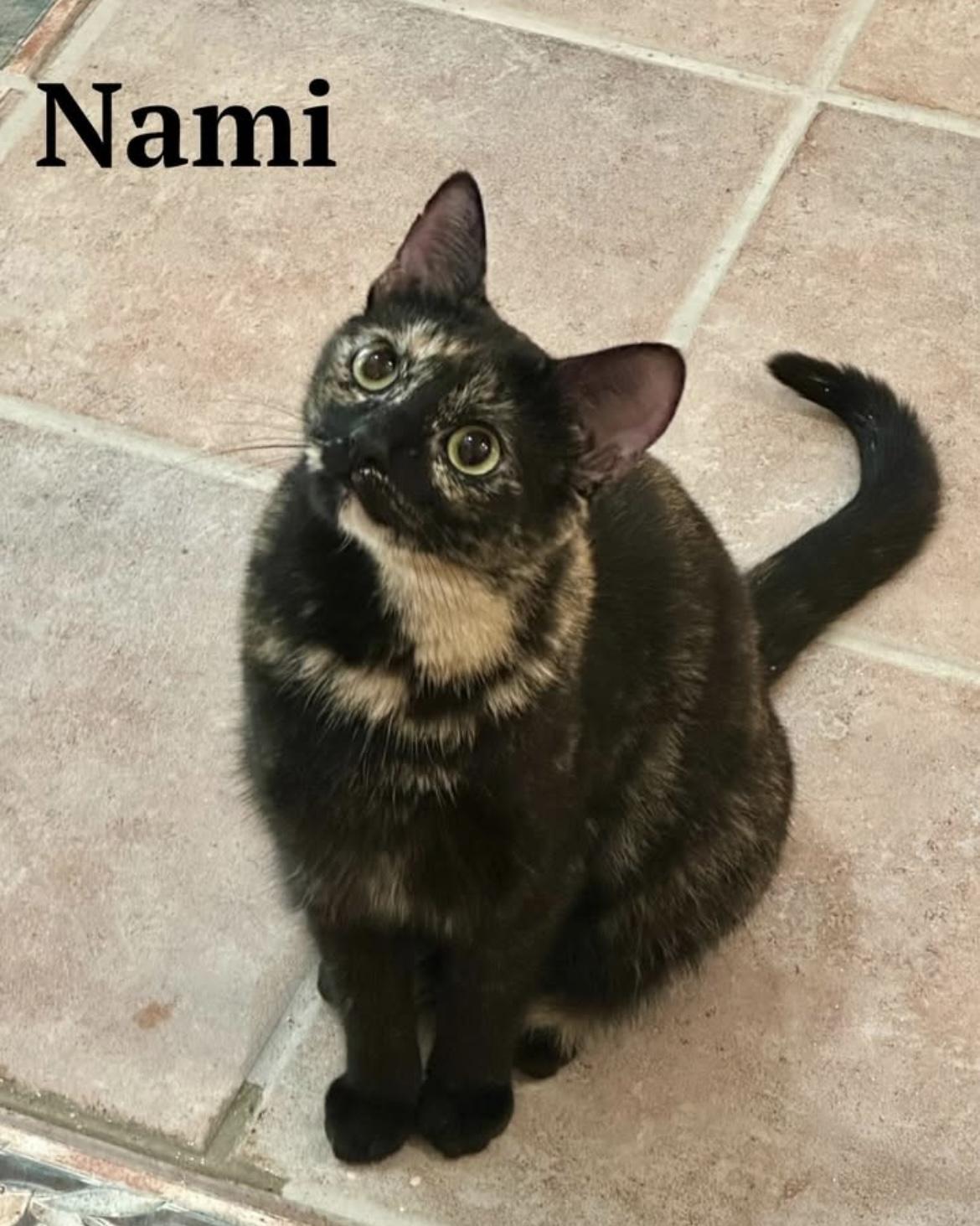 Enlarge Nami, an adopted Domestic Short Hair in Cincinnati, OH image 2/3