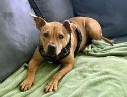 Harriet, adoptable, Young Female Bulldog.