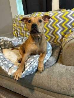 Enlarge Harriet, an adopted mixed breed in Sudbury, MA image 1/2