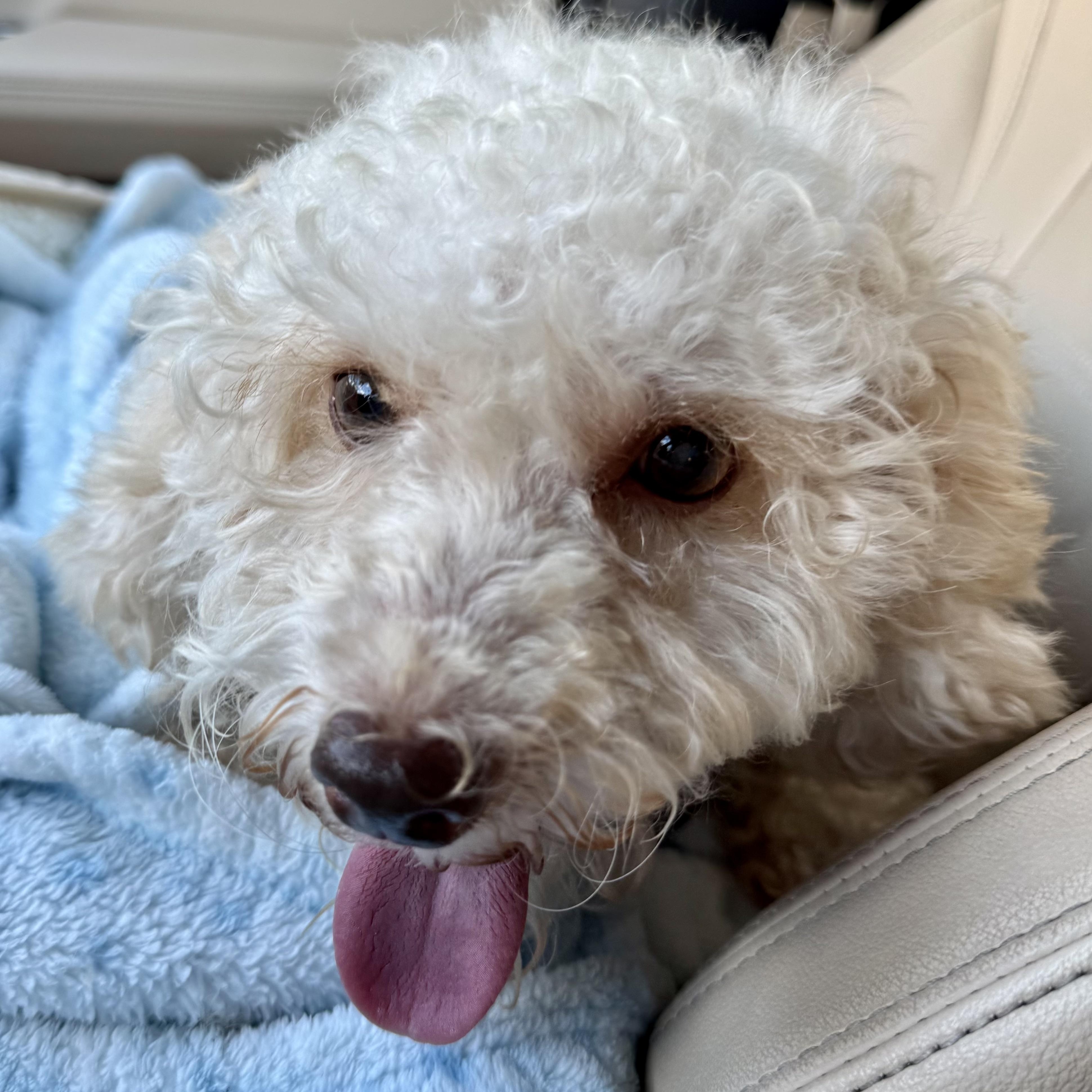 Enlarge Riley Miller, a Adoptable Poodle (Toy) in Plano, TX image 1/3