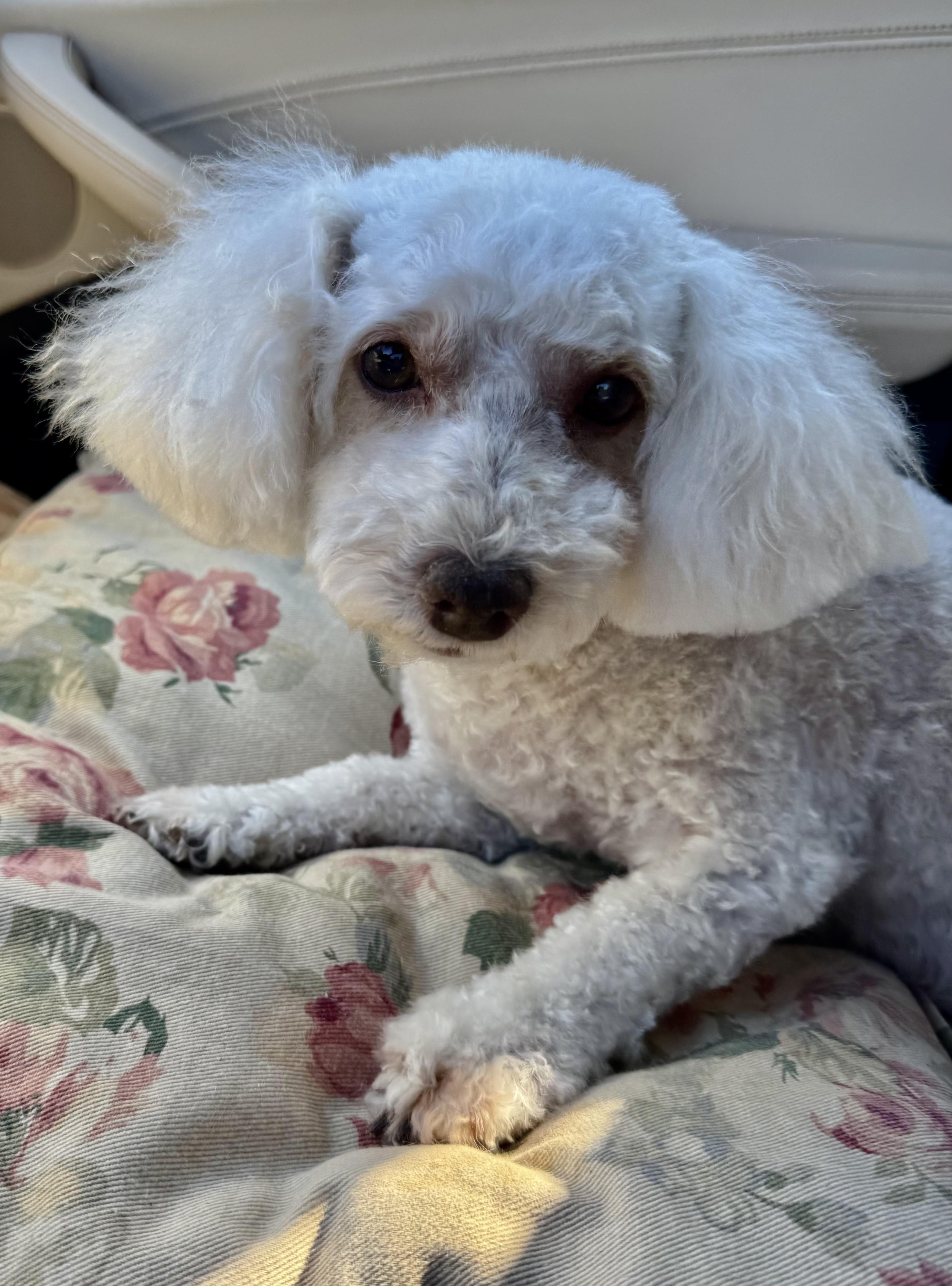 Enlarge Riley Miller, a Adoptable Poodle (Toy) in Plano, TX image 4/6