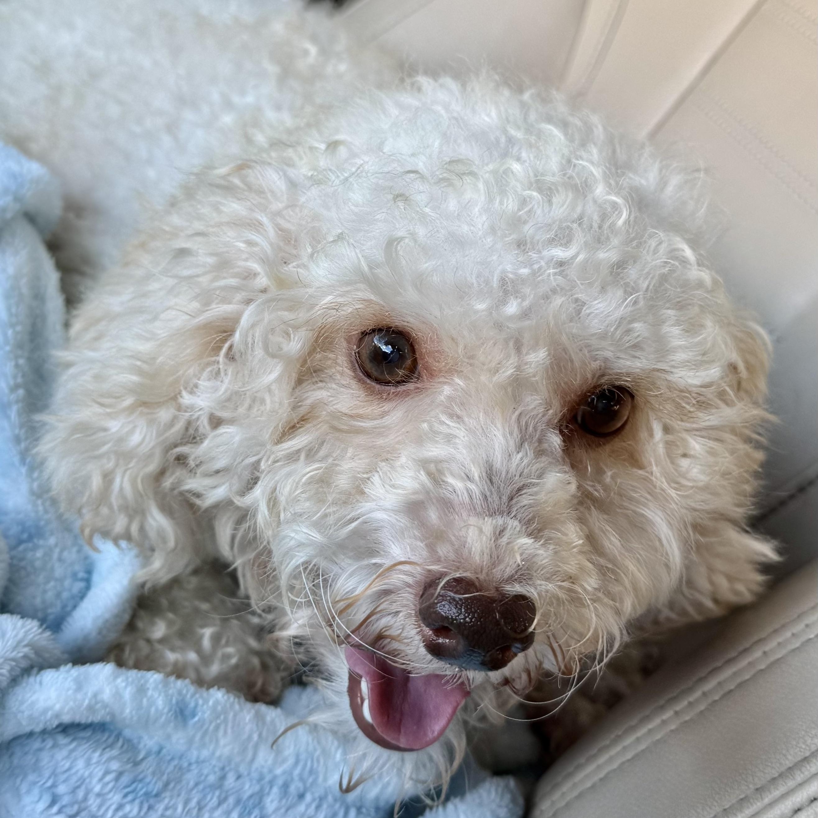 Enlarge Riley Miller, a Adoptable Poodle (Toy) in Plano, TX image 2/3